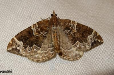 <i>Eulithis prunata</i>