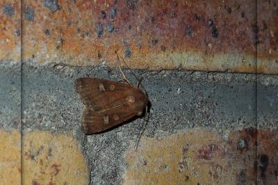 <i>Xestia xanthographa</i>