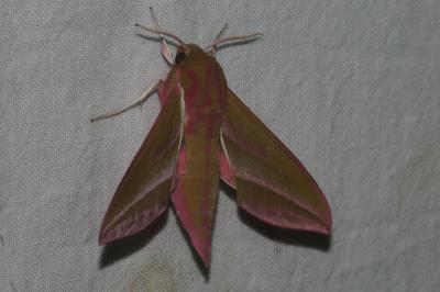 <i>Deilephila elpenor</i>