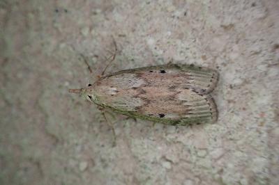 <i>Aphomia sociella</i>