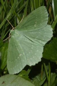 <i>Geometra papilionaria</i>