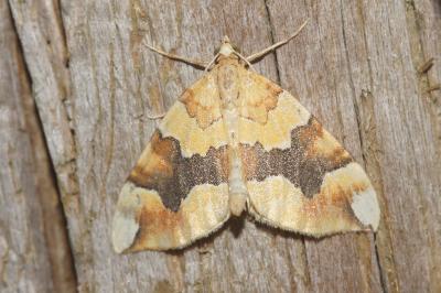 <i>Cidaria fulvata</i>