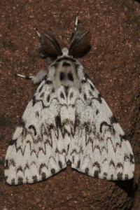 <i>Lymantria monacha</i>