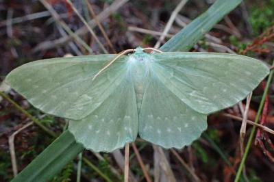 <i>Geometra papilionaria</i>