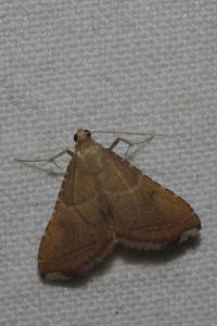 <i>Endotricha flammealis</i>