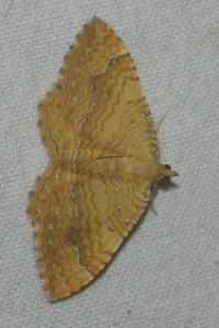 <i>Camptogramma bilineata</i>
