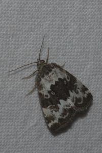 <i>Deltote deceptoria</i>