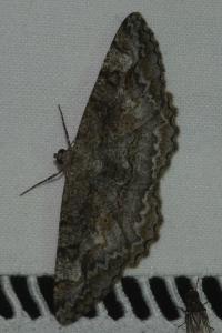 <i>Alcis repandata</i>