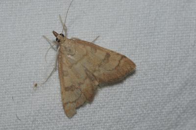 <i>Udea fulvalis</i>