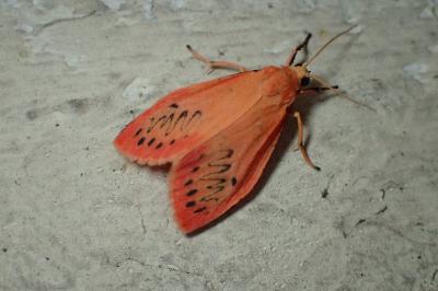 <i>Miltochrista miniata</i>