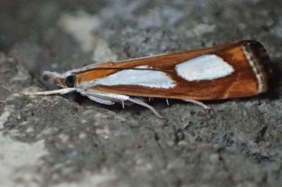 <i>Catoptria pinella</i>