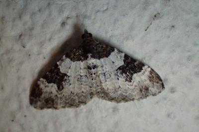<i>Xanthorhoe fluctuata</i>