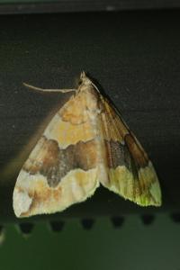 <i>Cidaria fulvata</i>