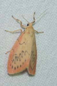 <i>Miltochrista miniata</i>