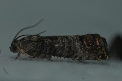 <i>Cydia pomonella</i>