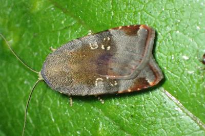 <i>Noctua janthe</i>