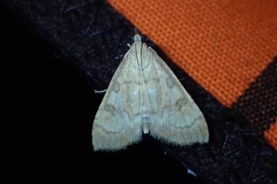 <i>Udea fulvalis</i>