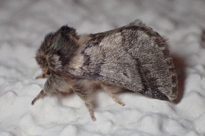 <i>Thaumetopoea processionea</i>