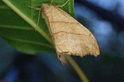 <i>Falcaria lacertinaria</i>