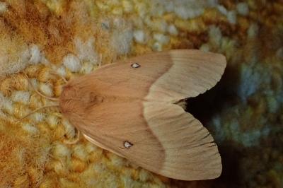 <i>Lasiocampa quercus quercus</i>