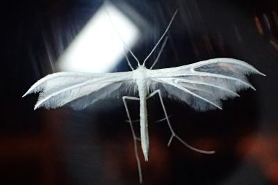 <i>Pterophorus pentadactylus</i>