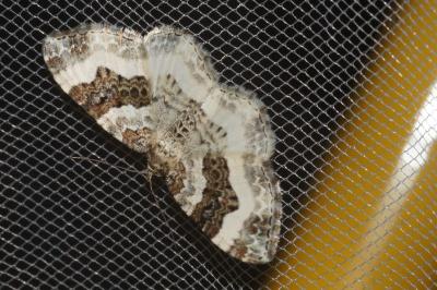 <i>Epirrhoe rivata</i>