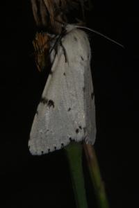 <i>Acronicta leporina</i>