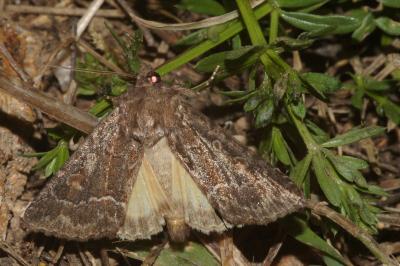 <i>Thalpophila matura</i>