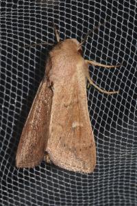 <i>Mythimna ferrago</i>