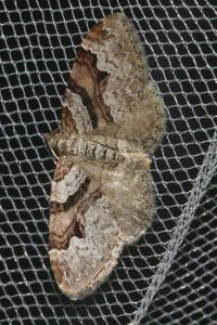 <i>Xanthorhoe designata</i>
