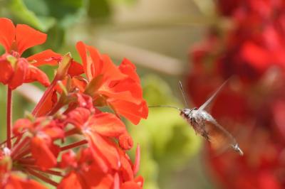 <i>Macroglossum stellatarum</i>