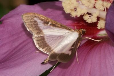 <i>Cydalima perspectalis</i>