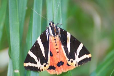 <i>Euplagia quadripunctaria</i>