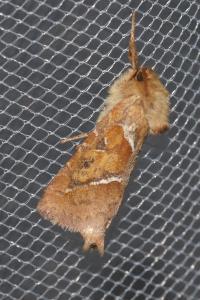 <i>Triodia sylvina</i>