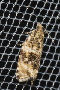 <i>Celypha lacunana</i>