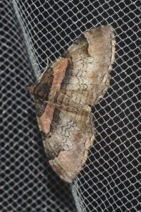 <i>Catarhoe rubidata</i>