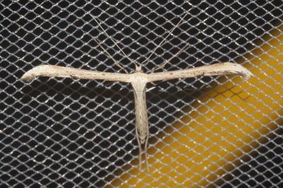 <i>Emmelina monodactyla</i>