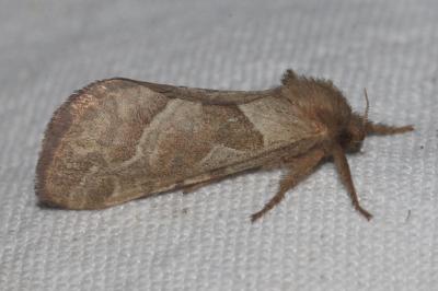 <i>Triodia sylvina</i>