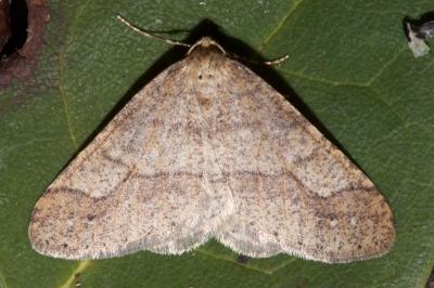<i>Phigaliohybernia marginaria</i>