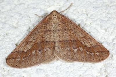 <i>Phigaliohybernia marginaria</i>