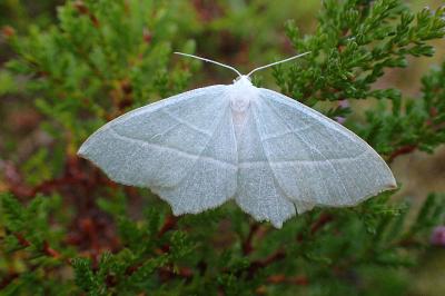 <i>Campaea margaritaria</i>