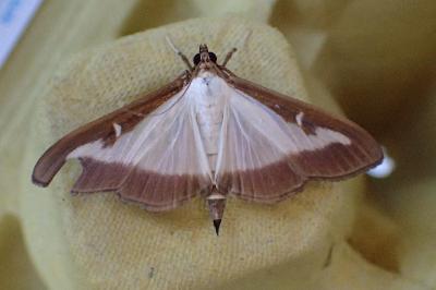 <i>Cydalima perspectalis</i>