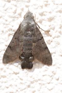 <i>Macroglossum stellatarum</i>