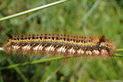 <i>Euthrix potatoria</i>