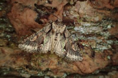 <i>Allophyes oxyacanthae</i>