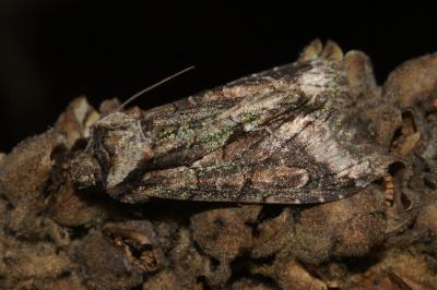 <i>Allophyes oxyacanthae</i>