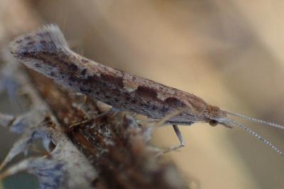 <i>Plutella xylostella</i>