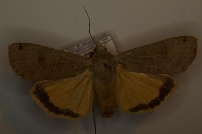 <i>Noctua pronuba</i>