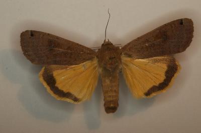 <i>Noctua pronuba</i>
