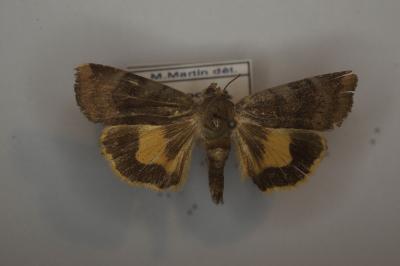 <i>Noctua janthe</i>